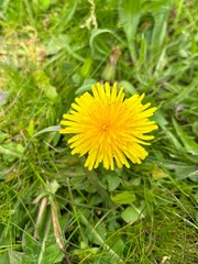 Löwenzahnblüte, Löwenzahn, Blume, gelbe Blume