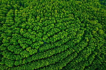 green forest bird eye view