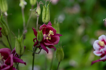 セイヨウオダマキ