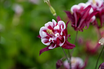 セイヨウオダマキ