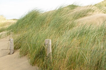 dune landscape on the north sea in the netherlands