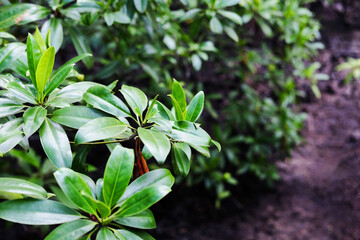 Close up on cock leaf plants branch or Crabapple mangrove forest in natural background