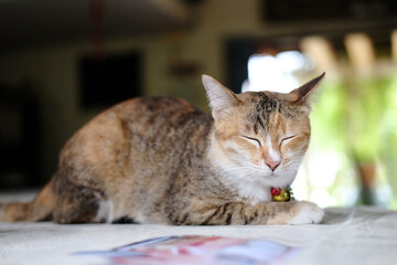 Cute orange cat lay down on the floor at home