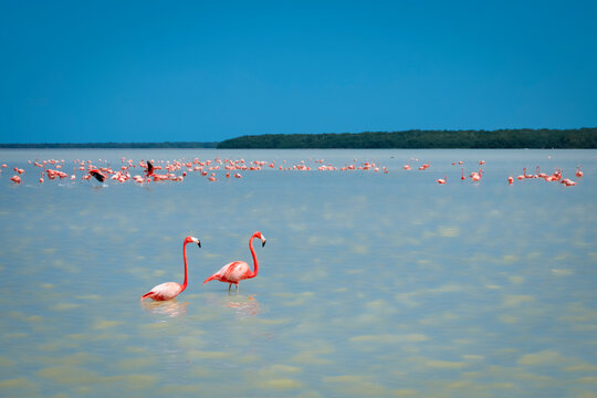 Celestun, Mexico, Yucatan Pink flamingos at the Celestun reserve