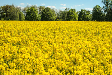 Ein Gelbes Rapsfeld an einem Wald