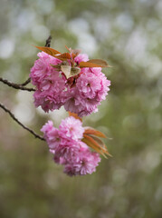 Obraz premium Hamami Kirschblütenfest, Blüten einzeln
