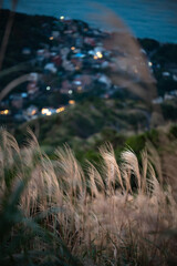 Lovely miscanthus growing on the hill, night view of an village in the distance, background out of...