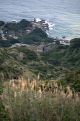 Lovely miscanthus growing on the hill, village nearby the coast in the distance, foreground ground out of focus in purpose, in New Taipei City, Taiwan.