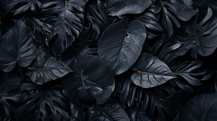 Top view of black leaves, tropical leaf background.
