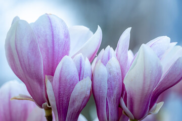 Magnolia Sulanjana flowers with petals in the spring season. beautiful pink magnolia flowers in spring, selective focusing.