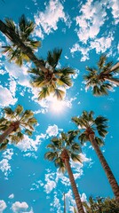 palm trees against  background of sunny sky
