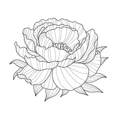 Hand drawn stylized pattern of peony flower head in line art style isolated on white background. Vector illustration. Element of design for greeting card, wedding invitation, coloring book.