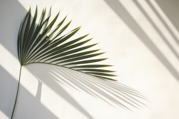 Palm leaf on white wall and shadow.
