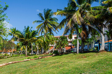 Obraz premium trees on the beach