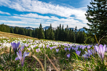 Beautiful spring crocuses on the Nagelfluh chain in the Allgau Alps near Immenstadt