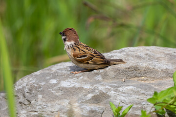 보라매공원의 참새 