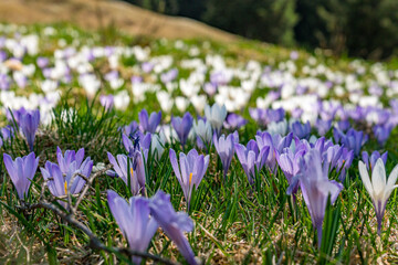 Beautiful spring crocuses on the Nagelfluh chain in the Allgau Alps near Immenstadt