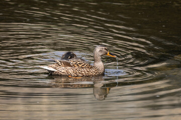 도림천의 청둥오리