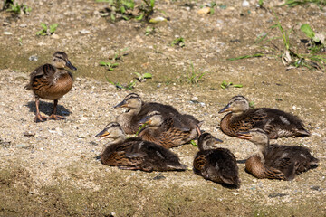 도림천의 새끼 청둥오리들 