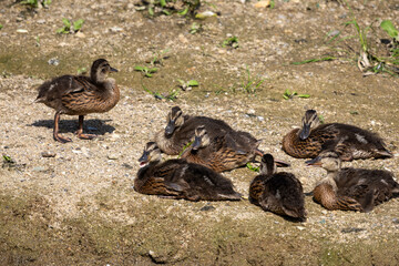 도림천의 청둥오리 가족 