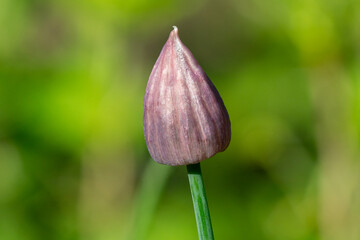 Closed chive bud in the garden in spring