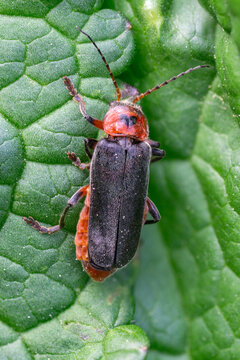 Close up of Cantharis rustica, the rustic sailor beetle (Soldier beetle)