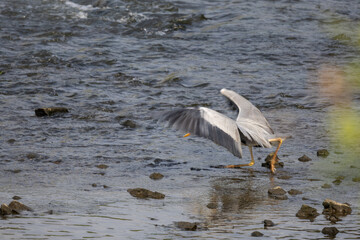 안양천의 왜가리 
