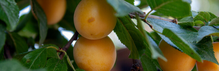 Plum fruits grow on a branch. Plum branch close-up. Yellow plum fruits among green leaves on a...