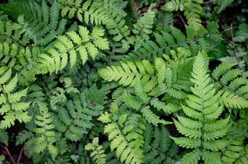 Beautiful fern growing well in the ground, in Keelung city, Taiwan.