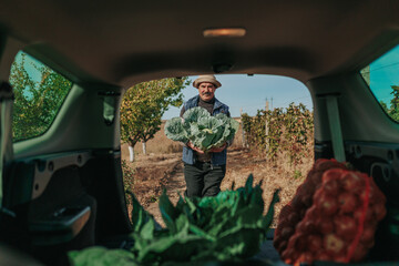 Harvest Logistics Old Farmer at Work, Loading Vehicle with Fresh Produce