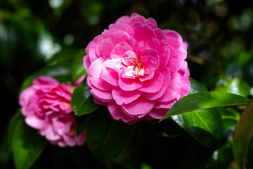 close up of pink flower in garden with green leaves in background