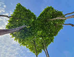 Green crown of trees in the park in the shape of a heart