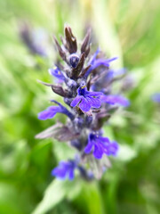 Ajuga genevensis purple flowers grow on the lawn