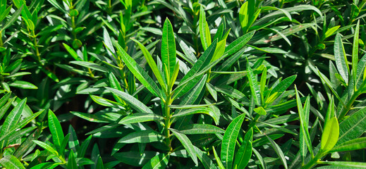 Green leaves garden background 
