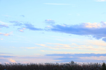 秋の青空とススキ林のある夕暮れの風景