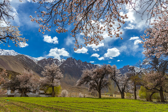 A fully grown apricot fruit trees in full bloom with green fields in the foreground and blue sky and clouds in the horizon