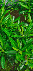 Green leaves garden background 