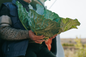 cabbage Harvest Break Senior farmer seated holding cabbage, in the car,
