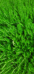 Fresh and green rosemary plant background