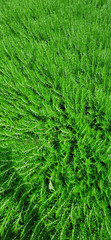 Fresh and green rosemary plant background