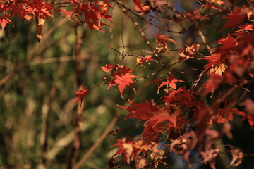 日差しを当たっている紅葉したもみじ