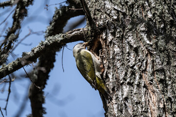 a gray-haired woodpecker with green wings near a hollow in a tree on a spring day