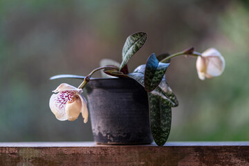 Closeup view of blooming lady slipper orchid species paphiopedilum godefroyae var ang-thong with...