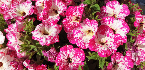 Background of white and pink petunia flowers.