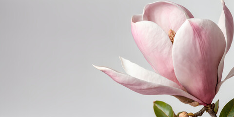 pink tulip on a white background