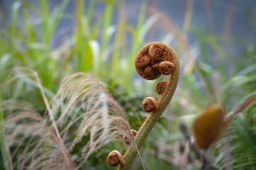 Sprouts of Cyathea lepifera growing next to the mountain trail, focus on the foreground, in New Taipei City, Taiwan.