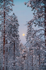 Full moon behind the trees in Lapland, Finland