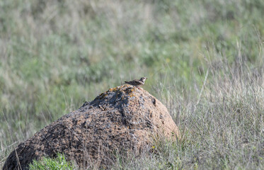 gray skylark collecting food on the ground on a spring day