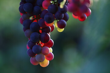 particolare di un grappolo d'uva