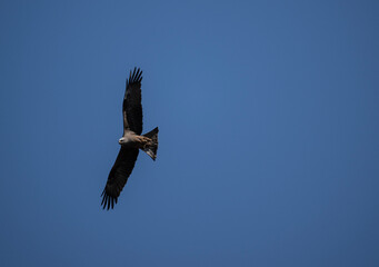 Obraz premium steppe eagle in the spring blooming steppe looks out for its prey
